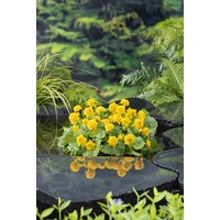 Caltha Palustris Multiplex | Dubbele Dotterbloem | In 18CM Mand Kant en Klaar