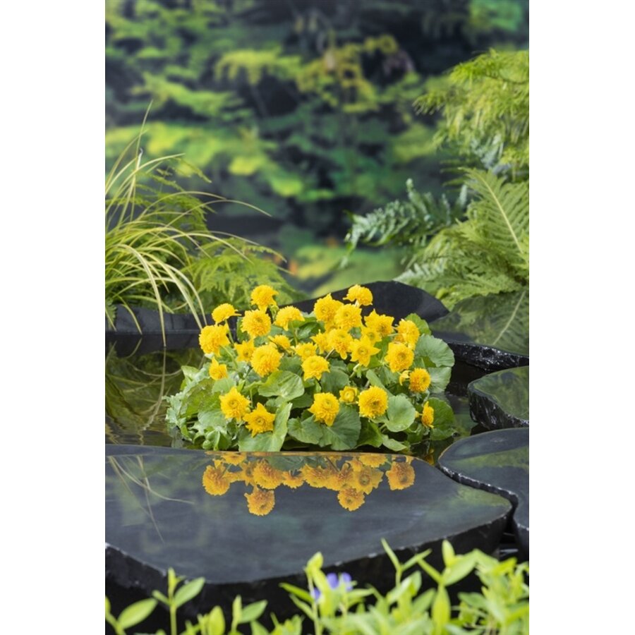 Caltha Palustris Multiplex | Dubbele Dotterbloem | In 18CM Mand Kant en Klaar