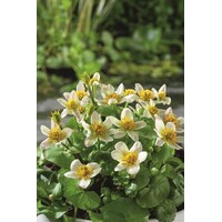Caltha Palustris Alba | Dotterbloem | In 18CM Mand Kant en Klaar