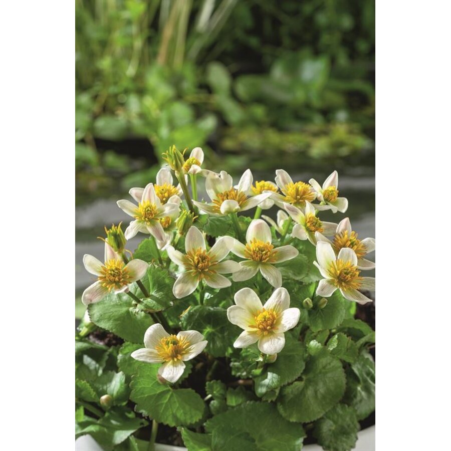 Caltha Palustris Alba | Dotterbloem | In 18CM Mand Kant en Klaar