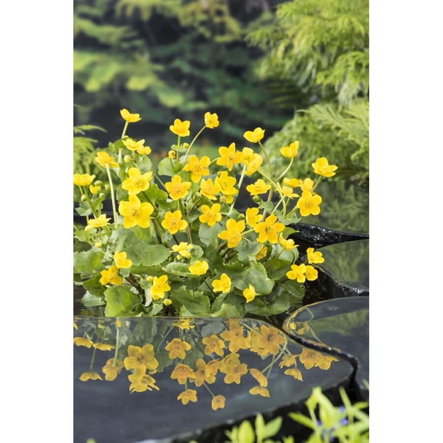 Caltha Palustris | Dotterbloem | In 18CM Mand Kant en Klaar