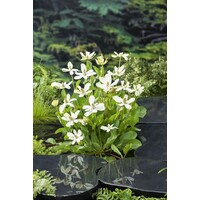 Anemopsis Californica | Water anemoon | In 18CM Mand Kant en Klaar