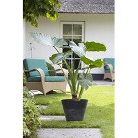 Alocasia | Olifantsoor | In 18CM Mand Kant en Klaar