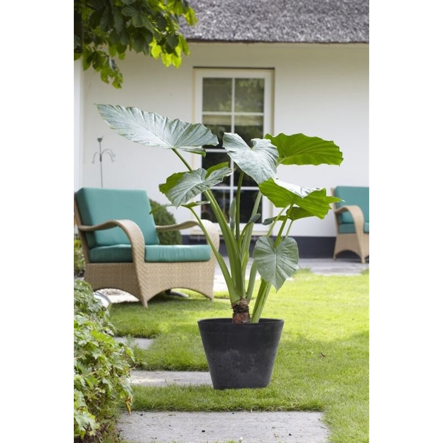 Alocasia | Olifantsoor | In 18CM Mand Kant en Klaar