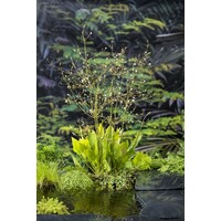 Alisma Platago Aquatica | Waterweegbree | In 18CM Mand Kant en Klaar