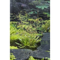 Alisma Lanceolata | Smalbladige Waterweegbree | In 18CM Mand Kant en Klaar