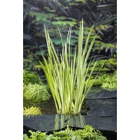 Acorus Calamus Variegata | Bonte kalmoes | In 18CM Mand Kant en Klaar