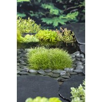 Scirpus Isolepsis | Naaldgras | In 11x11CM Mand