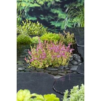 Rotala Indica | Rotala | In 11x11CM Mand