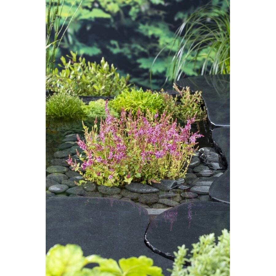 Rotala Indica | Rotala | In 11x11CM Mand