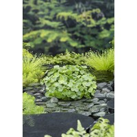 Hydrocotyle Vulgaris | Waternavel | In 11x11CM Mand