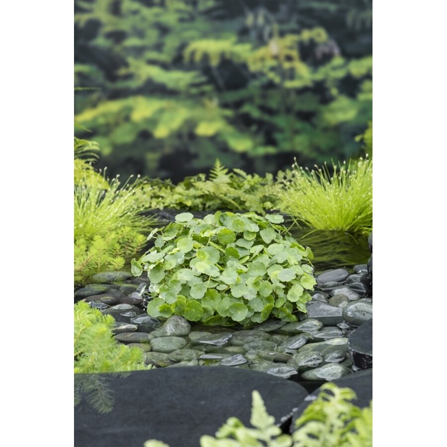 Hydrocotyle Vulgaris | Waternavel | In 11x11CM Mand