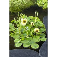 Hydrocleys Nymphoides | Waterpapaver | In Beker