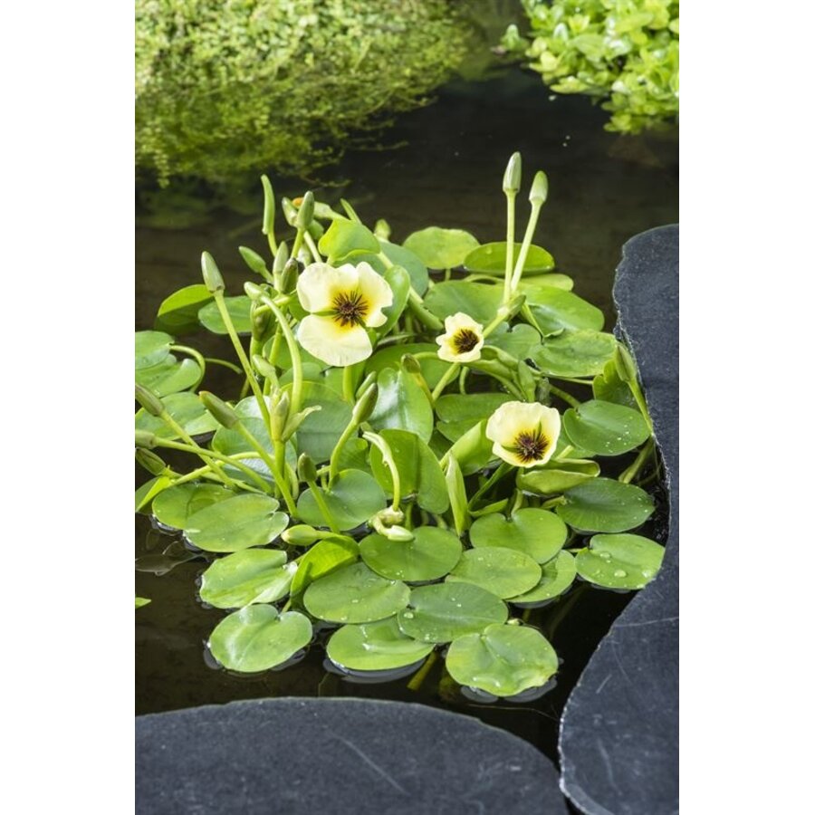 Hydrocleys Nymphoides | Waterpapaver | In Beker