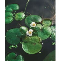 Hydrocharis Morsus-Ranae | Kikkerbeet | In Beker