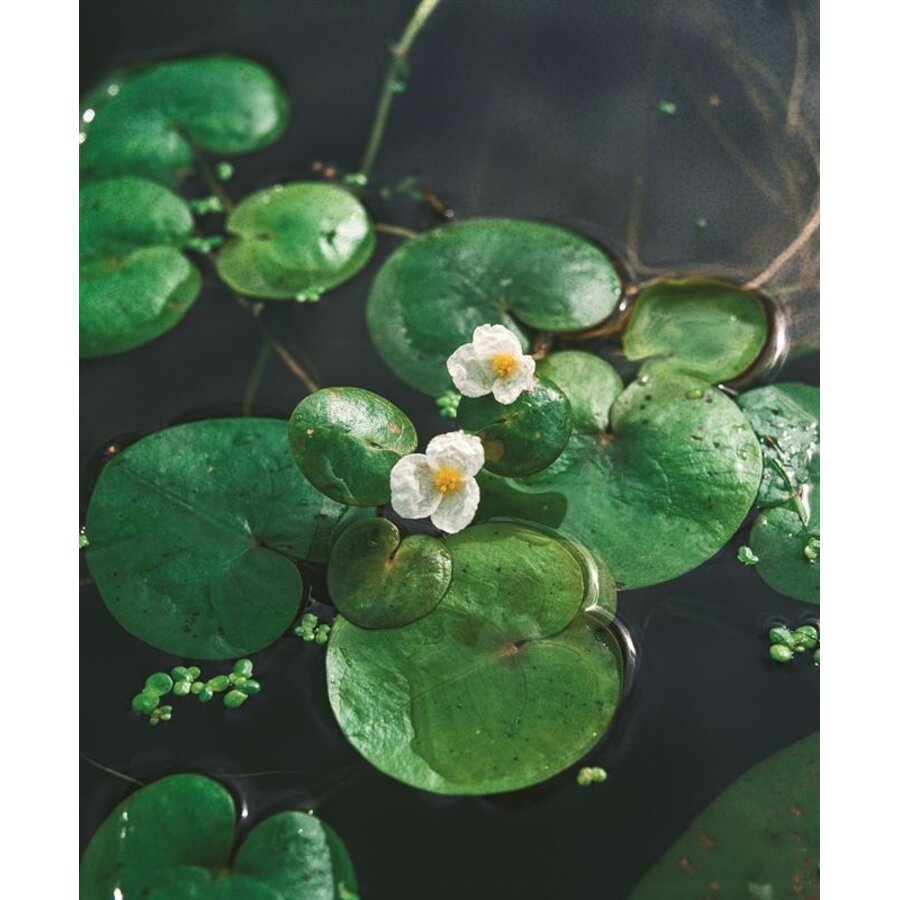 Hydrocharis Morsus-Ranae | Kikkerbeet | In Beker