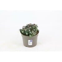 Sedum spathulifolium Cape Blanco | wintergroen vetkruid met zilvergrijs blad | pot 8 cm | 10 cm hoog