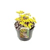 Sedum Cape Blanco | pot 8 cm | 10 cm hoog