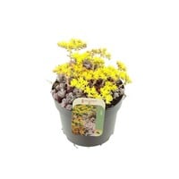 Sedum spathulifolium Cape Blanco | wintergroen vetkruid met zilvergrijs blad | pot 8 cm | 10 cm hoog