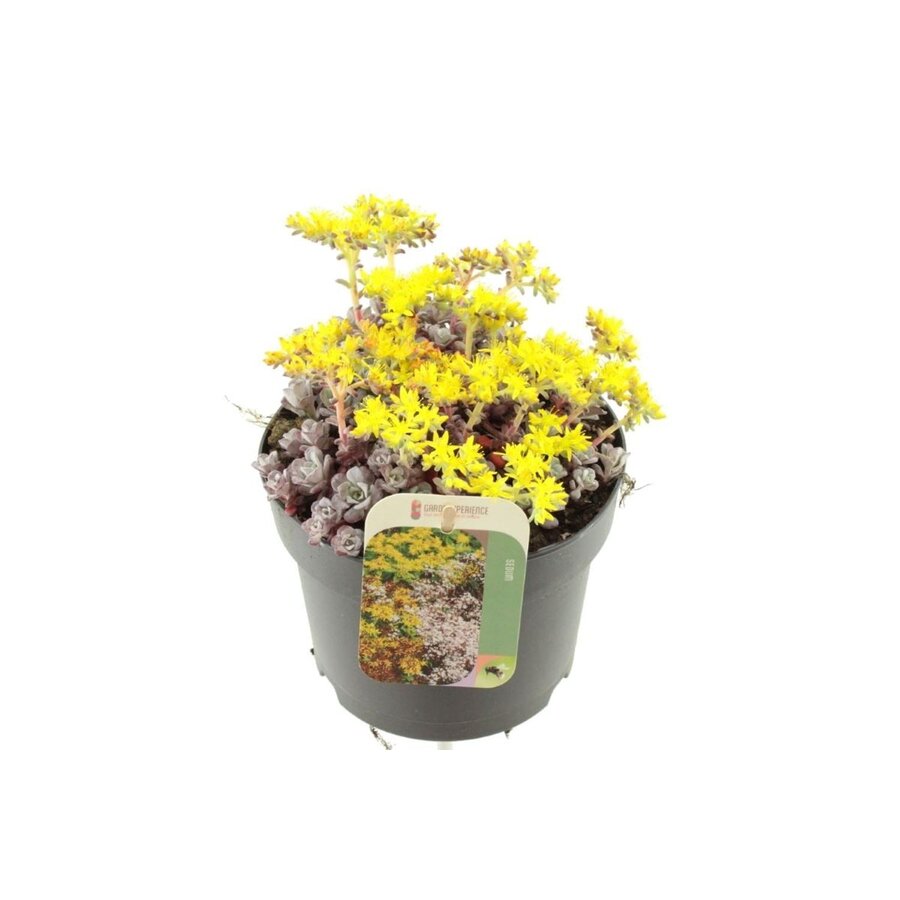 Sedum spathulifolium Cape Blanco | wintergroen vetkruid met zilvergrijs blad | pot 8 cm | 10 cm hoog