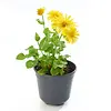 Doronicum orientale 'Leonardo Compact' | voorjaarszonnehoed | 10 cm pot | 30 cm hoog