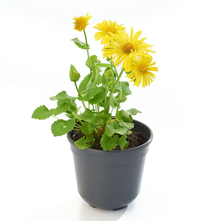 Doronicum orientale 'Leonardo Compact' voorjaarszonnehoed | compacte gele voorjaarsbloeier voor border en pot | 10 cm pot | 30 cm hoog