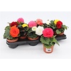 Begonia tuberhybrida | 12 cm pot | 20 cm hoog | per stuk (mix)