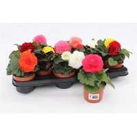 Begonia tuberhybrida mix (knolbegonia) | 12 cm pot | 20 cm hoog bij levering | per stuk