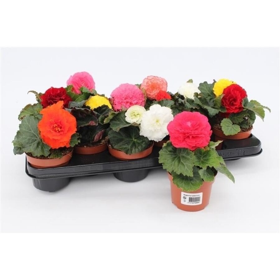 Begonia tuberhybrida mix (knolbegonia) | 12 cm pot | 20 cm hoog bij levering | per stuk