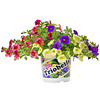 Calibrachoa Triobells mini petunia | 13 cm pot | 24 cm hoog | per stuk