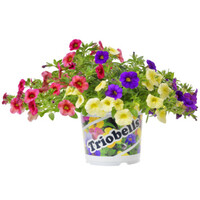 Calibrachoa Triobells (mini petunia) diverse kleuren | 13 cm pot | 24 cm hoog | rijkbloeiend