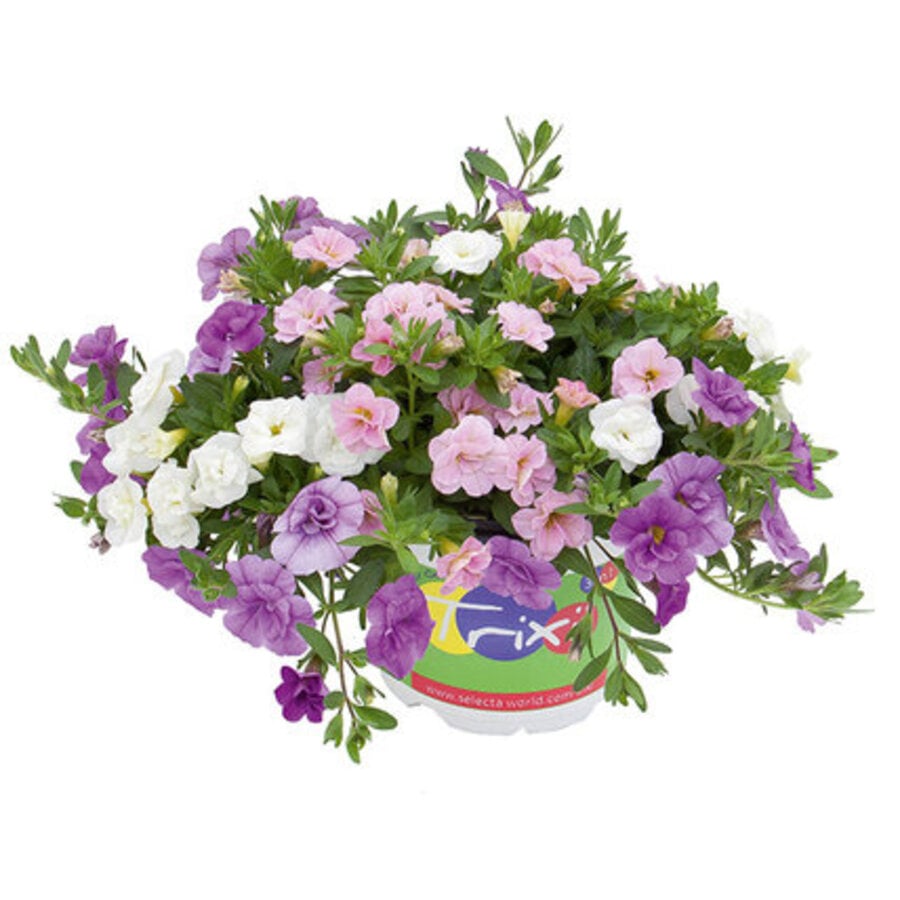 Calibrachoa Triobells (mini petunia) diverse kleuren | 13 cm pot | 24 cm hoog | rijkbloeiend