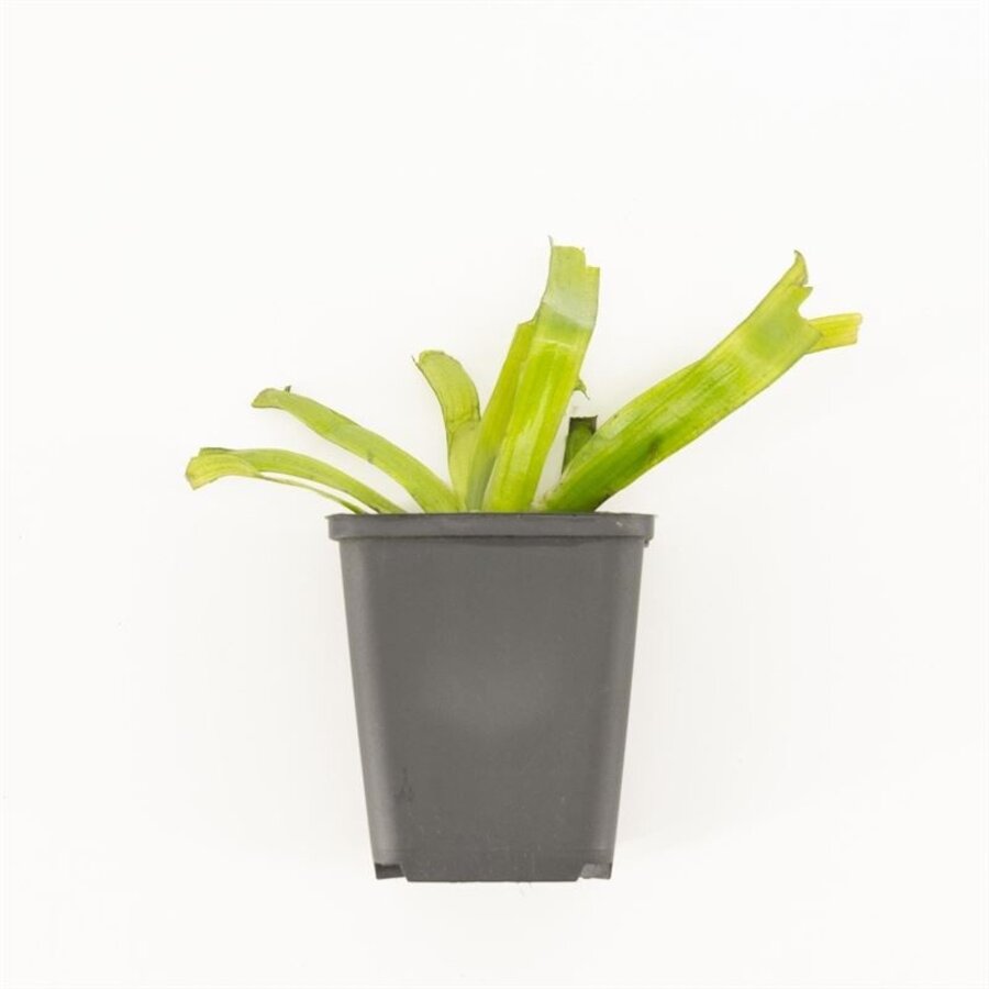 Vallisneria Giganthea Rubra |  In P9 Pot Geleverd in Beker