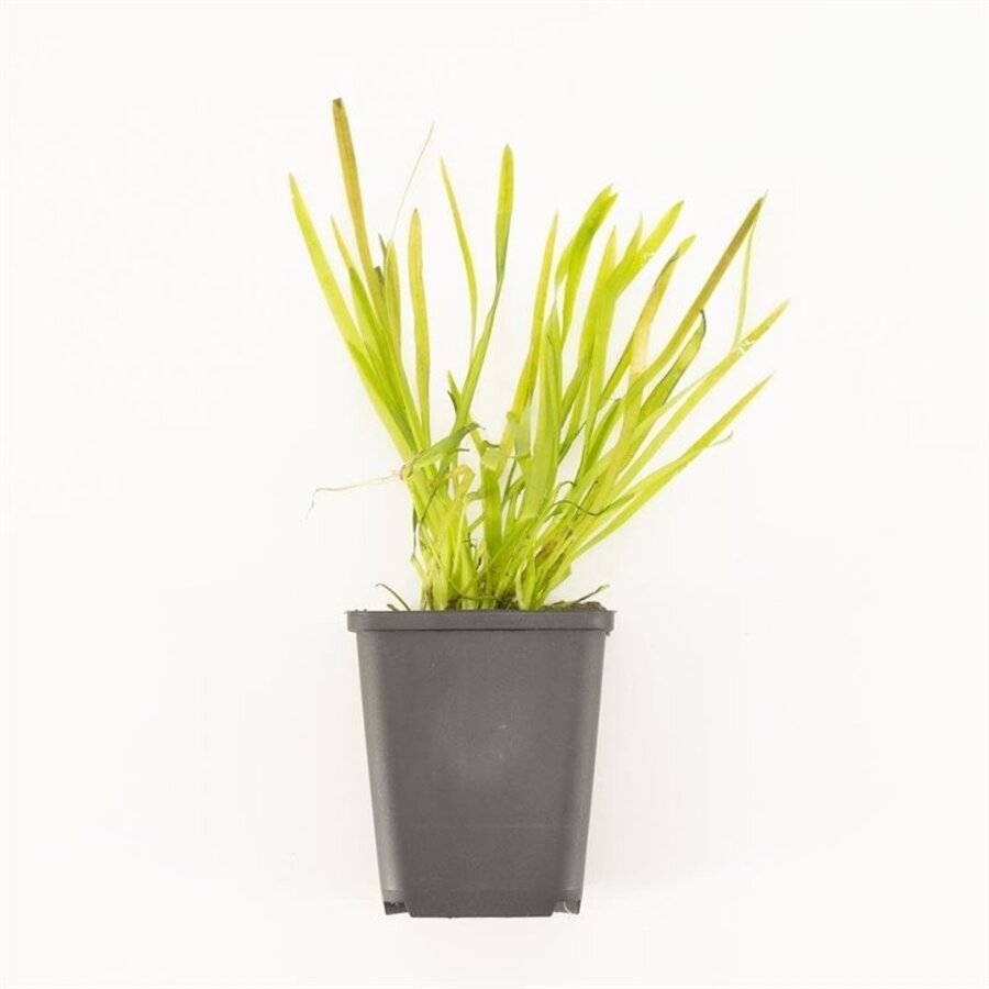 Vallisneria Spiralis | Rechte Vallisneria |  In P9 Pot Geleverd in Beker