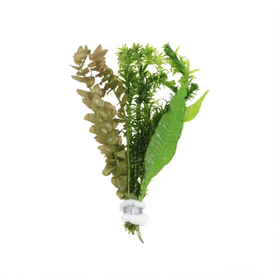 Viskombosje | In Bosje