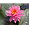 Nymphaea Perry`s Magnificent 3L mand