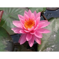 Nymphaea Perry`s Magnificent 3L mand