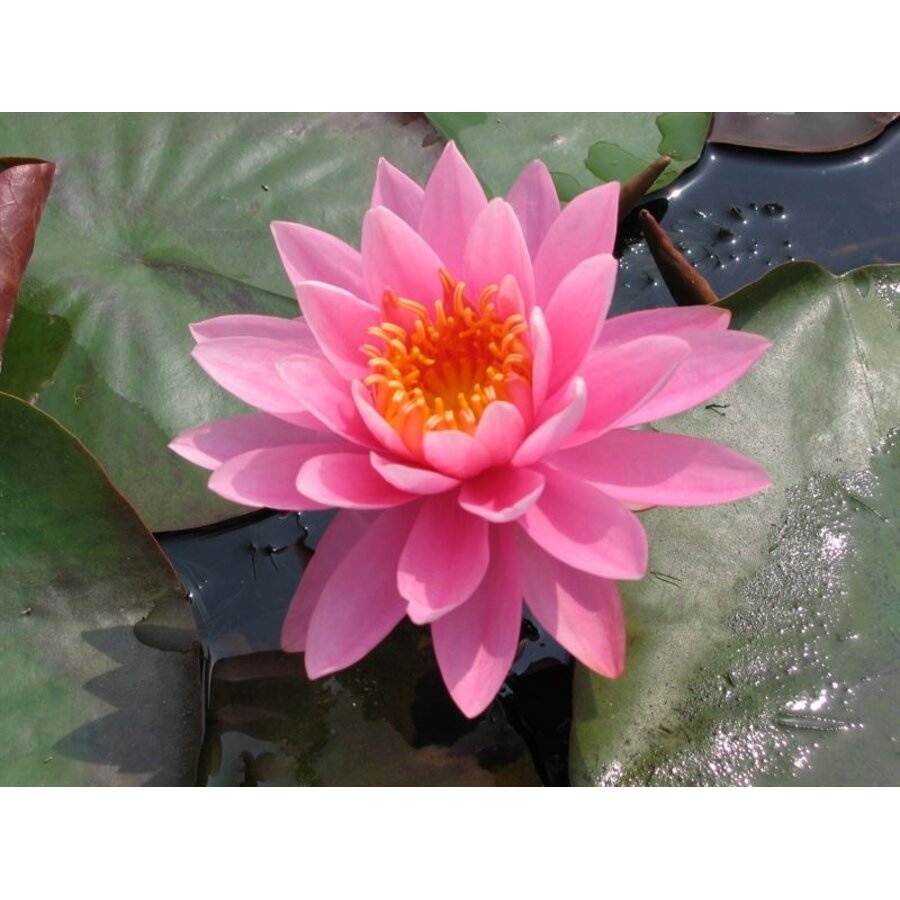 Nymphaea Perry`s Magnificent 3L mand