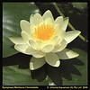 Nymphaea marl. Chromatella` in 3L mand
