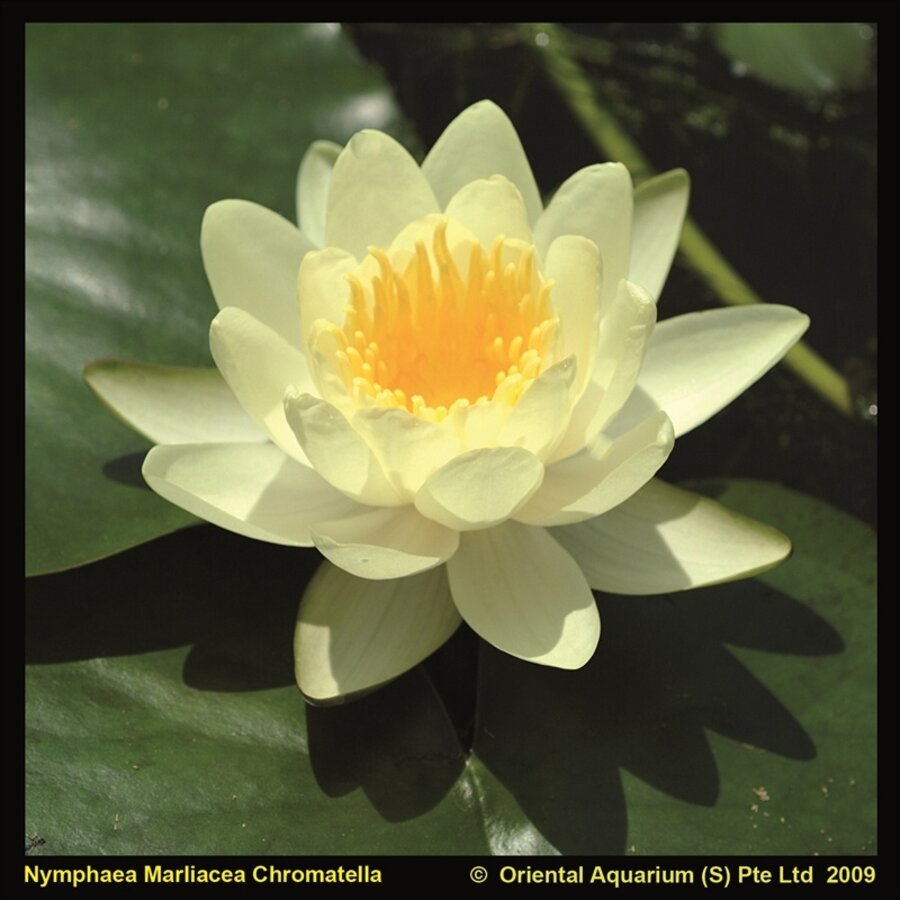 Nymphaea marl. Chromatella` in 3L mand