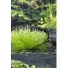 Scirpus Cernuus | Naaldgras | In 25cm mand