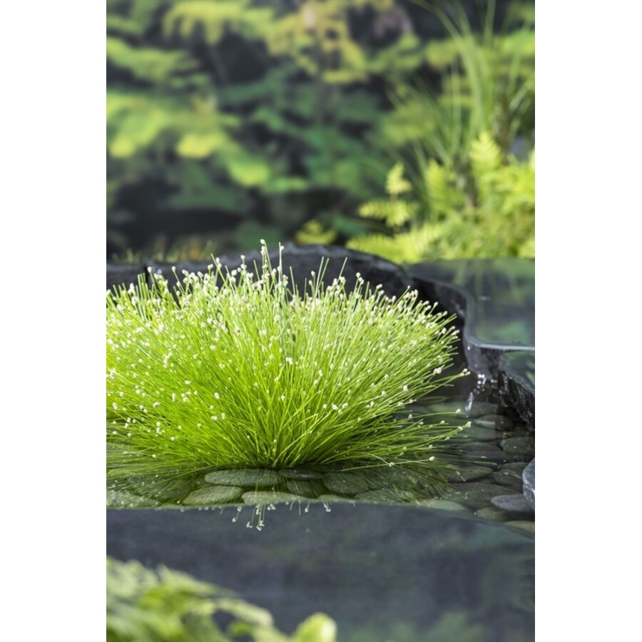 Scirpus Cernuus | Naaldgras | In 25cm mand