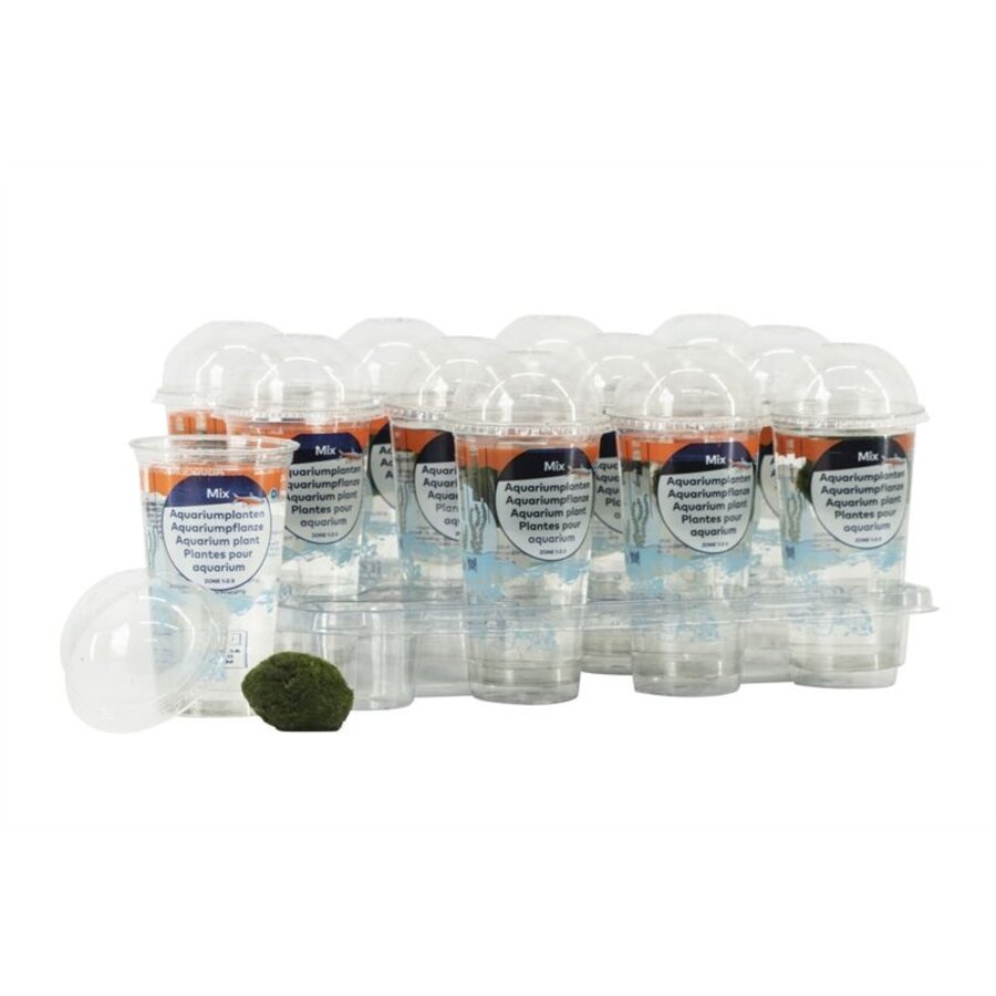 Chladophlora 3-4 cm in beker