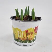 Tulpen geplant in P9 pot (9 cm) | kleurenmix | meerdere bollen per pot | voor tuin, balkon en terras