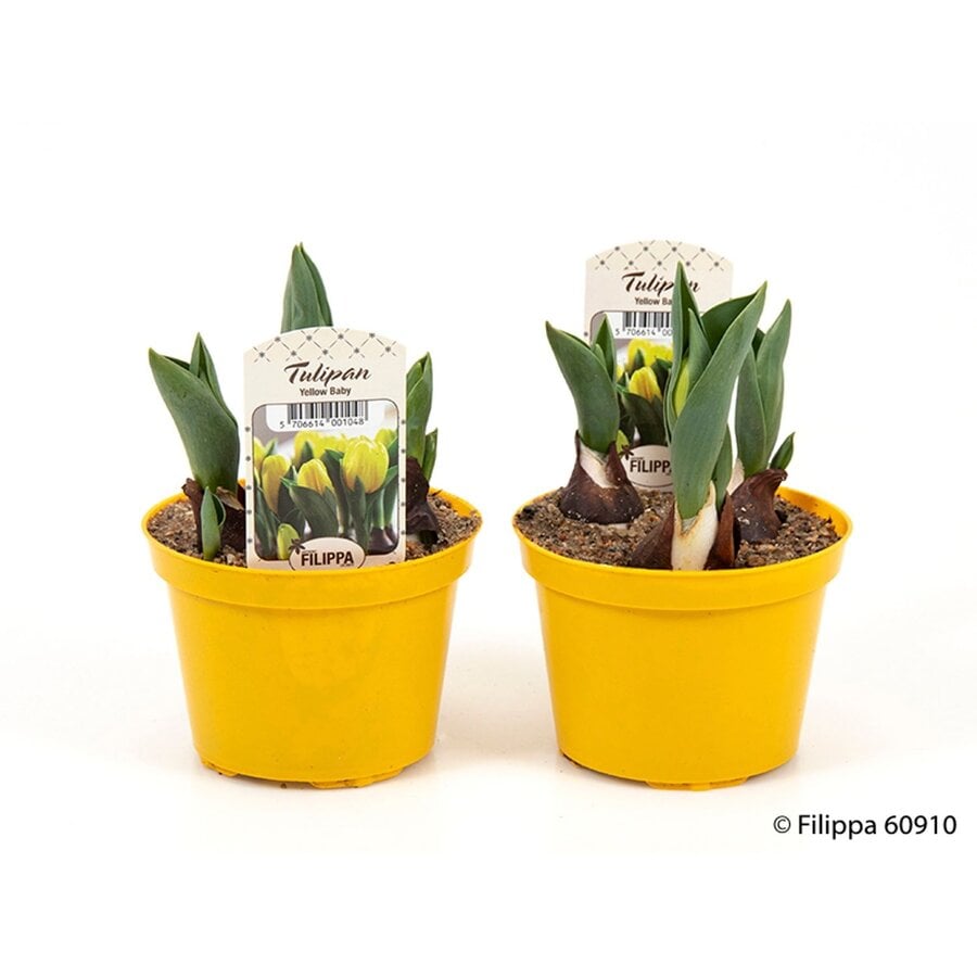 Tulpen geplant in P9 pot (9 cm) | kleurenmix | meerdere bollen per pot | voor tuin, balkon en terras