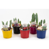 Tulpen geplant | 9 cm pot | meerdere bollen per pot | 0-15 cm hoog