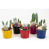 Tulpen geplant in P9 pot (9 cm) | kleurenmix | meerdere bollen per pot | voor tuin, balkon en terras