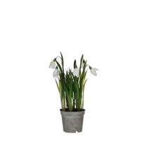 Sneeuwklokje (Galanthus nivalis) | pot 8 cm | meerdere bollen | vroege voorjaarsbloeier