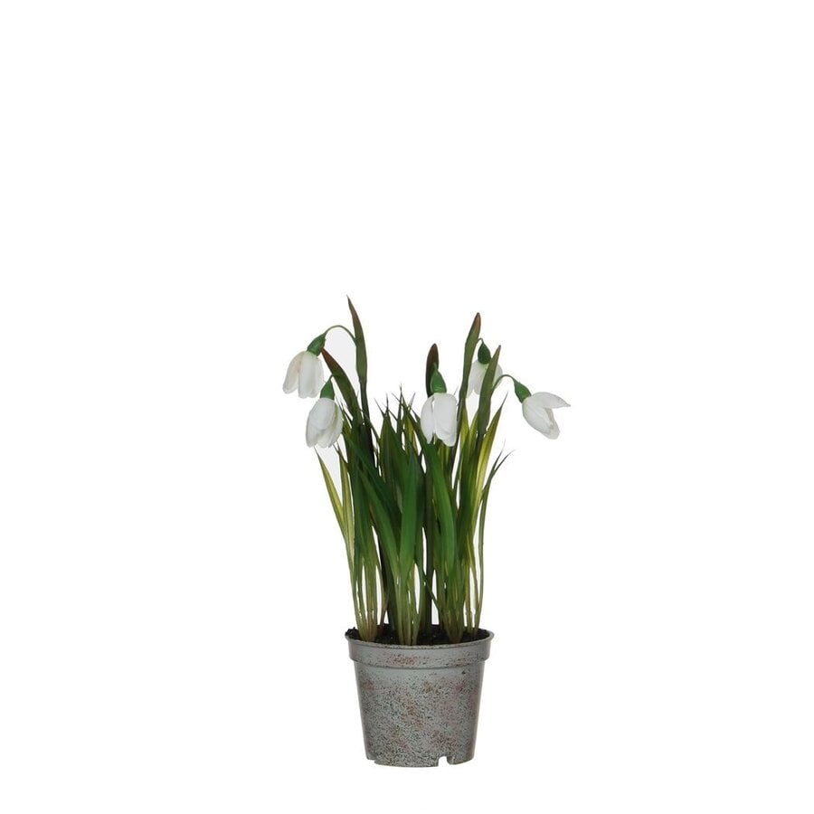 Sneeuwklokje (Galanthus nivalis) | pot 8 cm | meerdere bollen | vroege voorjaarsbloeier