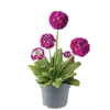 Kogelsleutelbloem Primula denticulata fuchsia roze | pot 6 cm | 5 tot 10 cm hoog